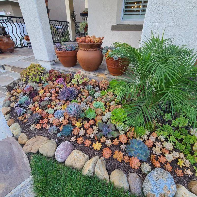 Succulent Rockery