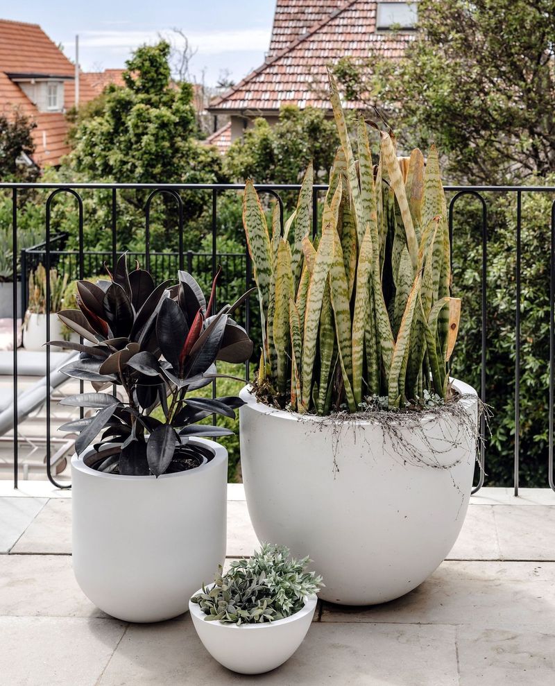 Succulent Sanctuary