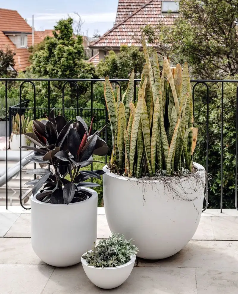 Succulent Sanctuary