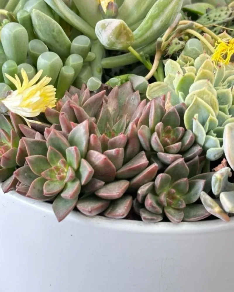 Succulent Styling Session