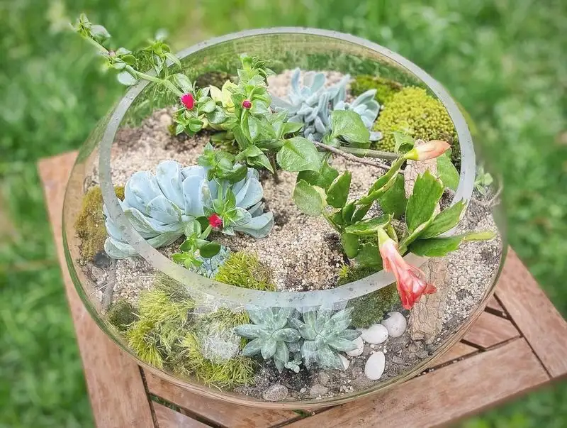 Succulent Terrarium