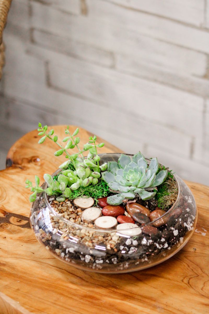 Succulent Terrarium Kit