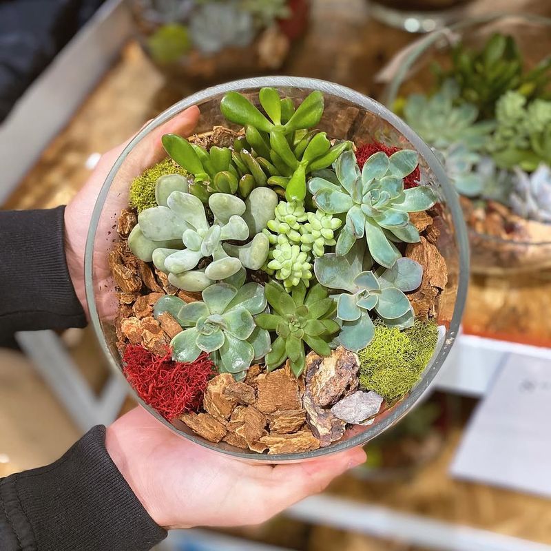 Succulent Terrarium