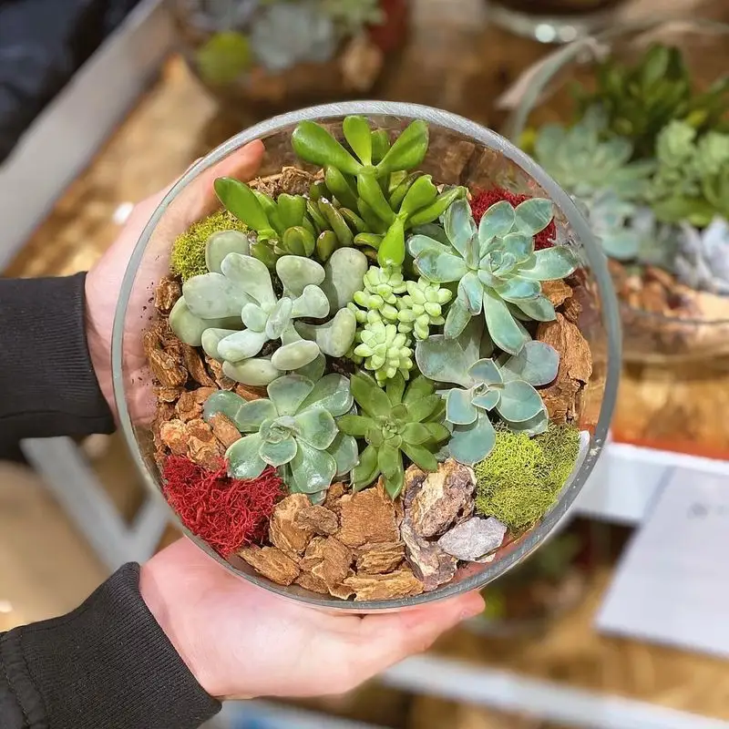 Succulent Terrarium