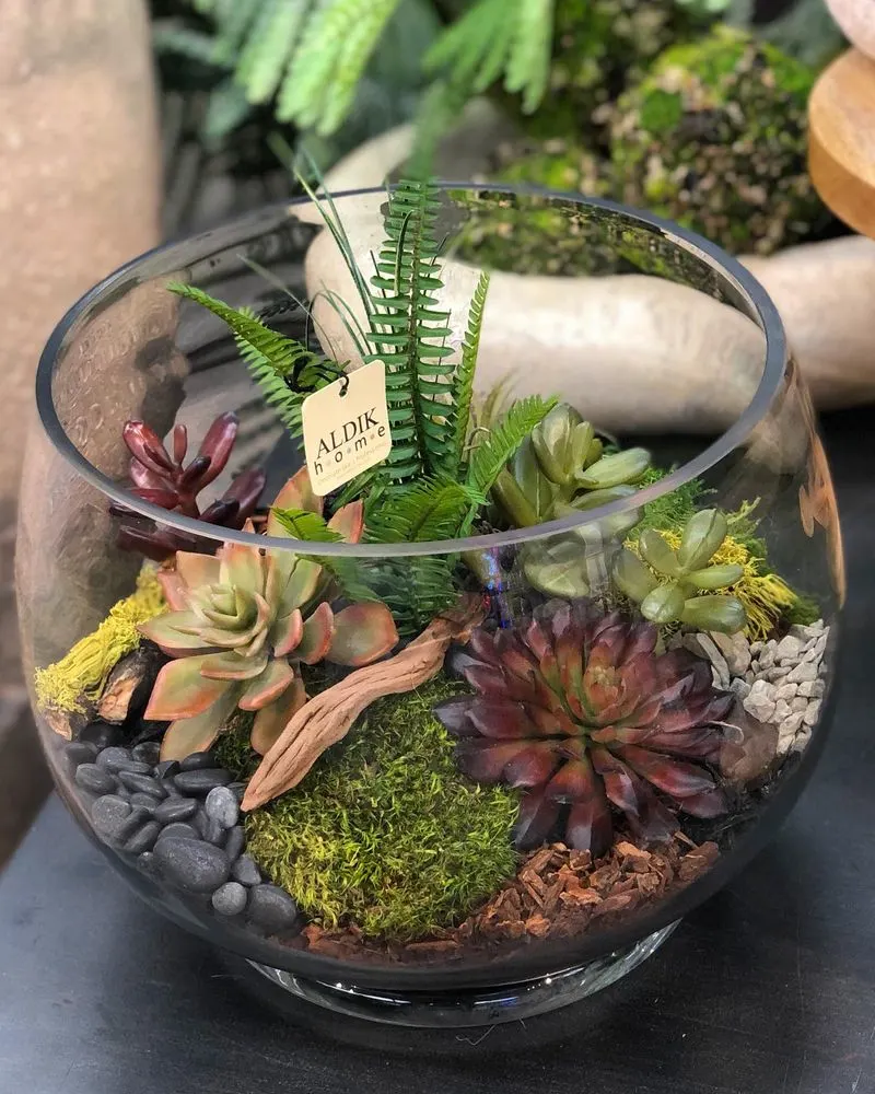 Succulent Terrariums