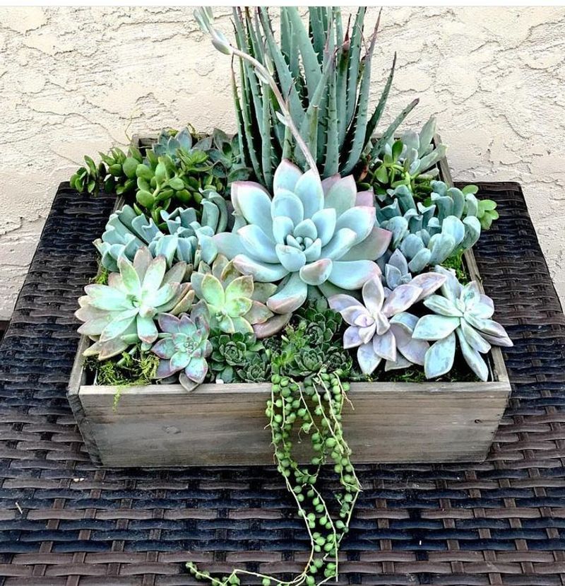 Succulent Tray