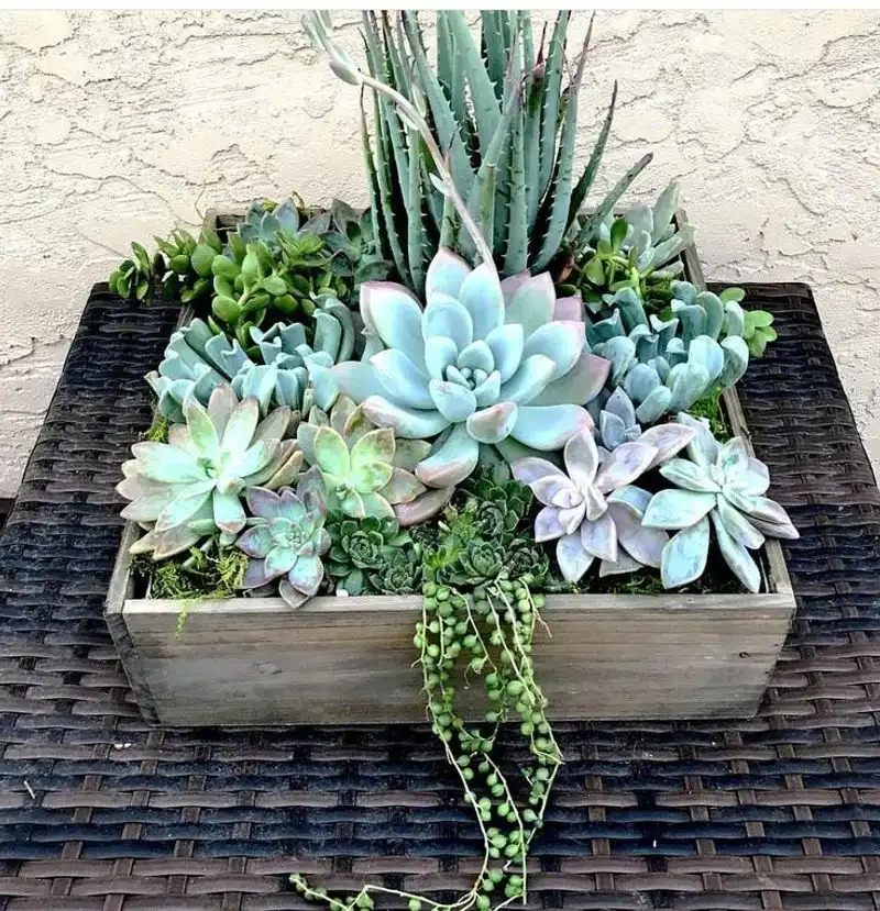 Succulent Tray