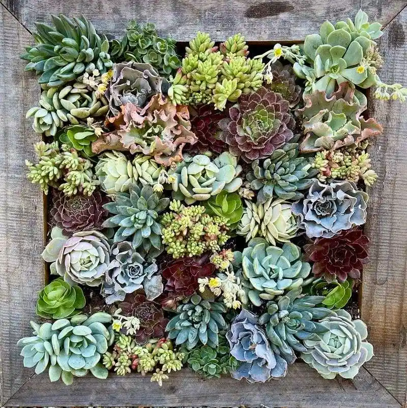 Succulent Wall Art