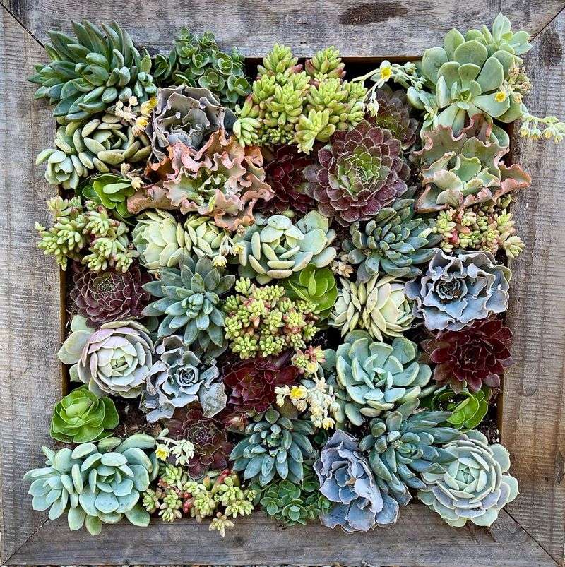 Succulent Wall