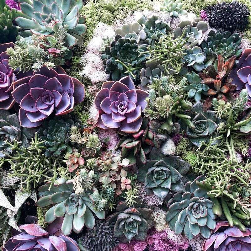 Succulent Walls