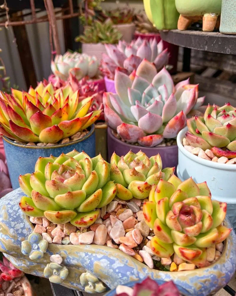 Succulent