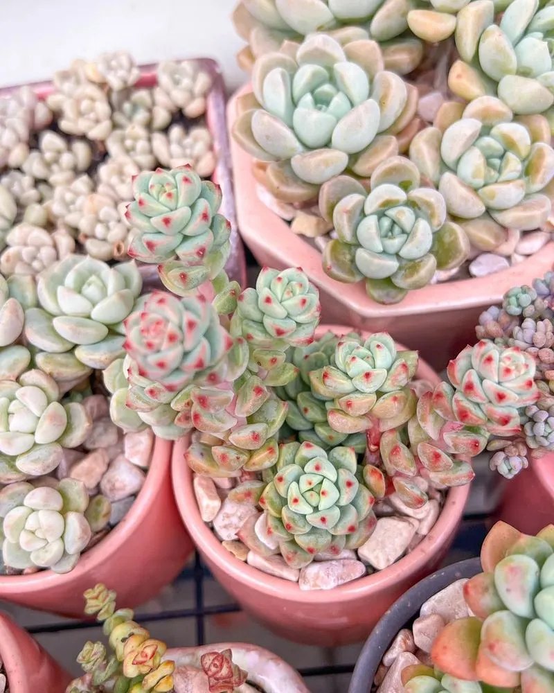 Succulents