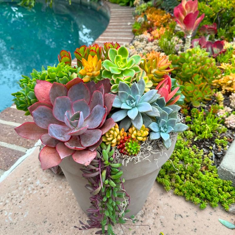 Succulents