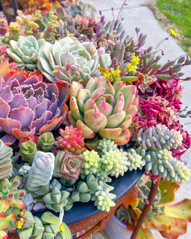 Succulents