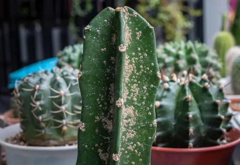 Succulents