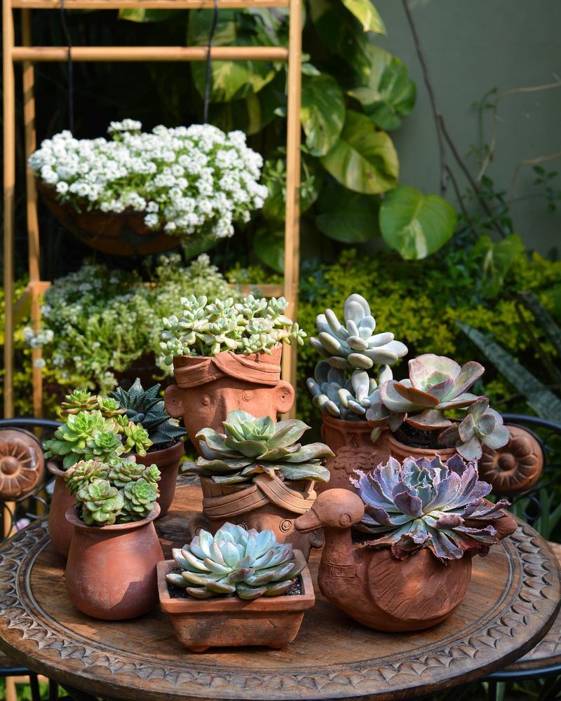 Succulents