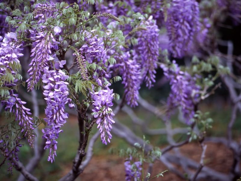 Wisteria