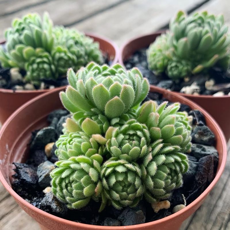 Succulents