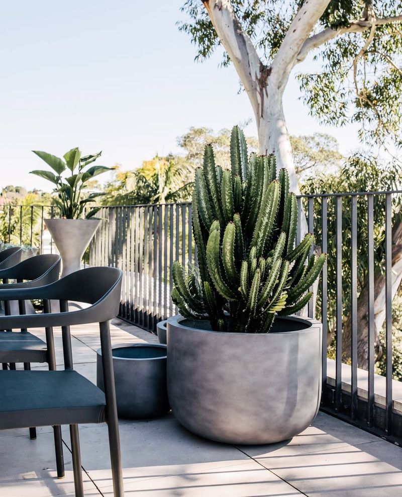 Succulents
