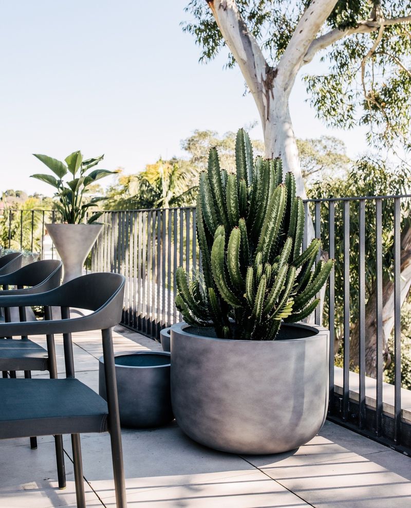 Succulents