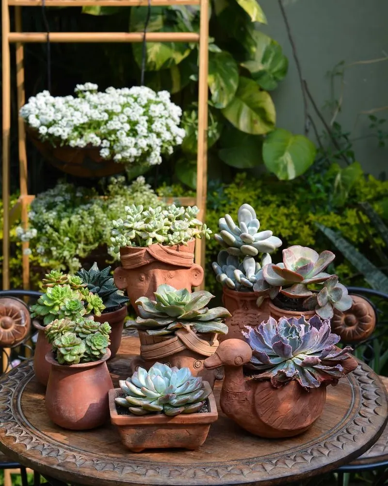 Succulents