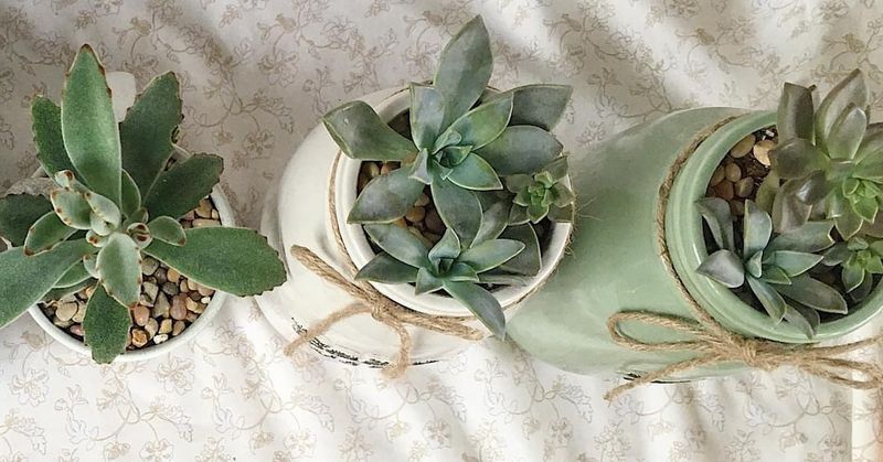 Succulents