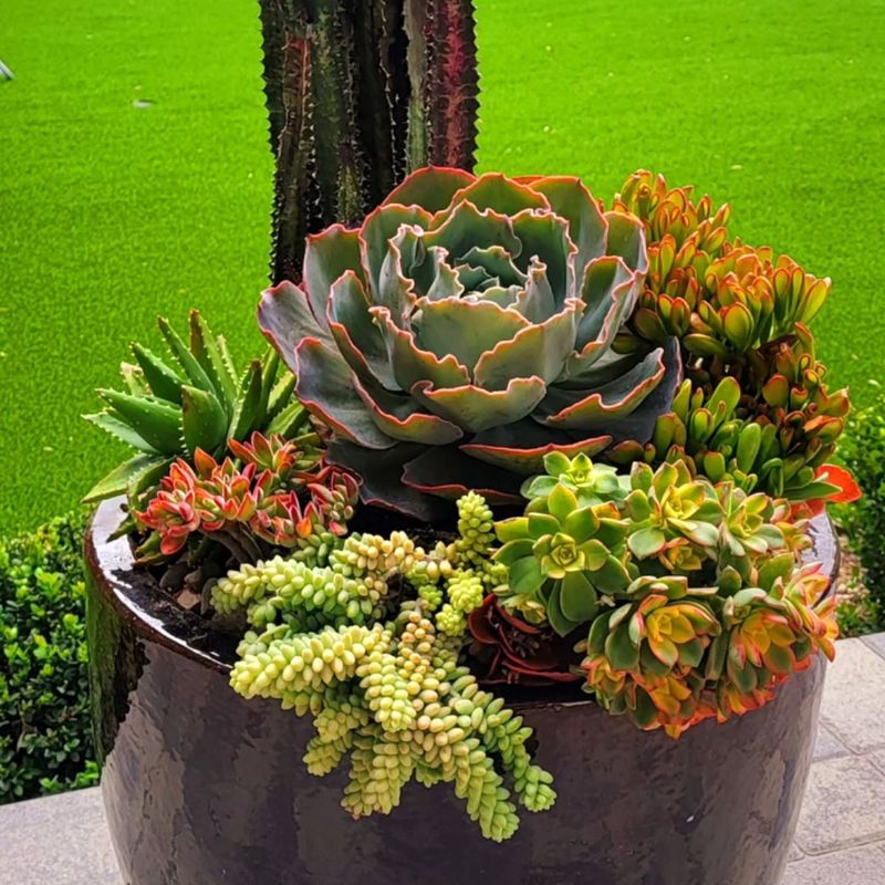 Succulents