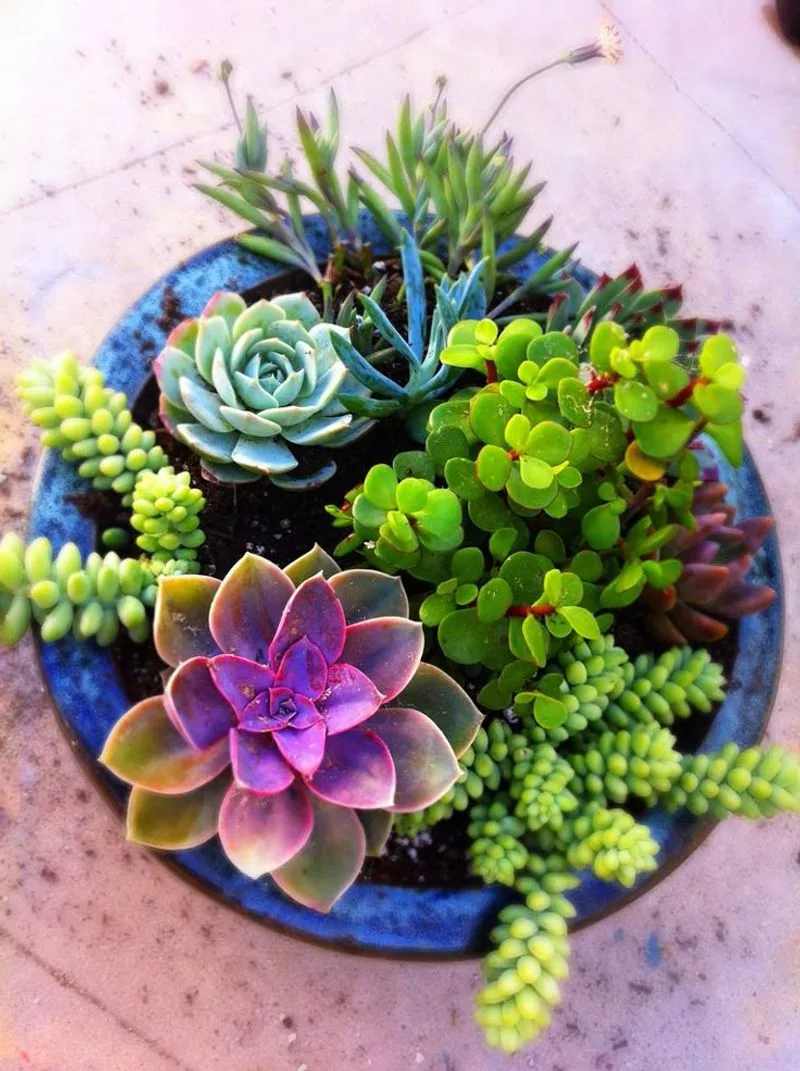 Succulents