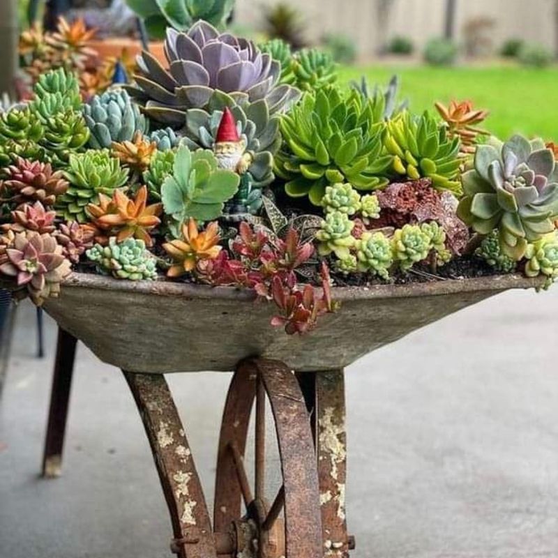 Succulents