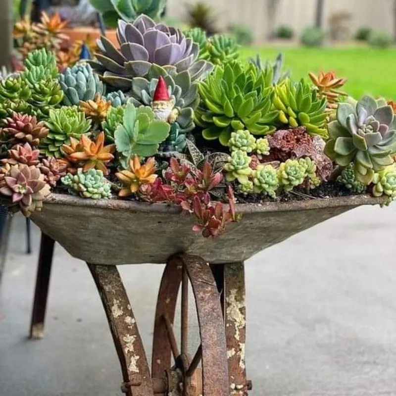 Succulents