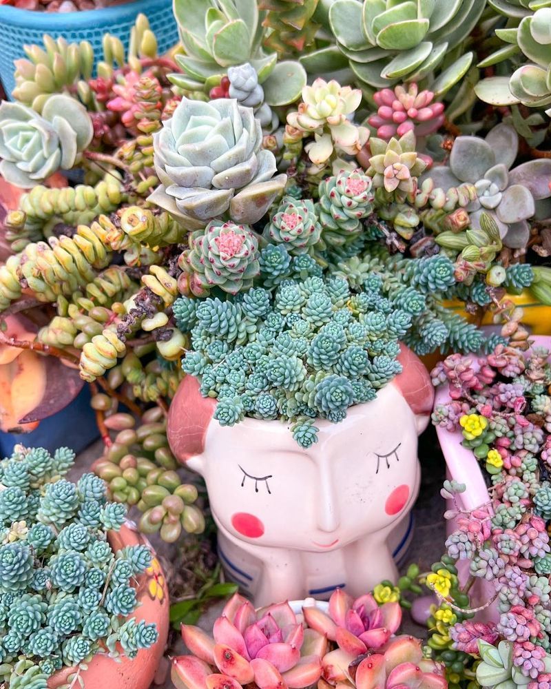 Succulents