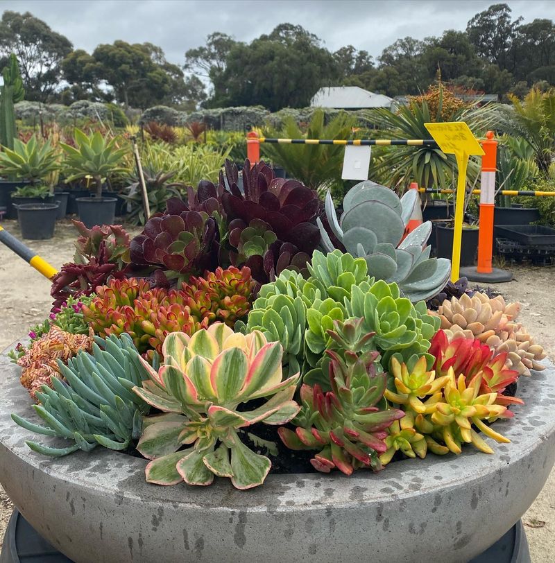 Succulents
