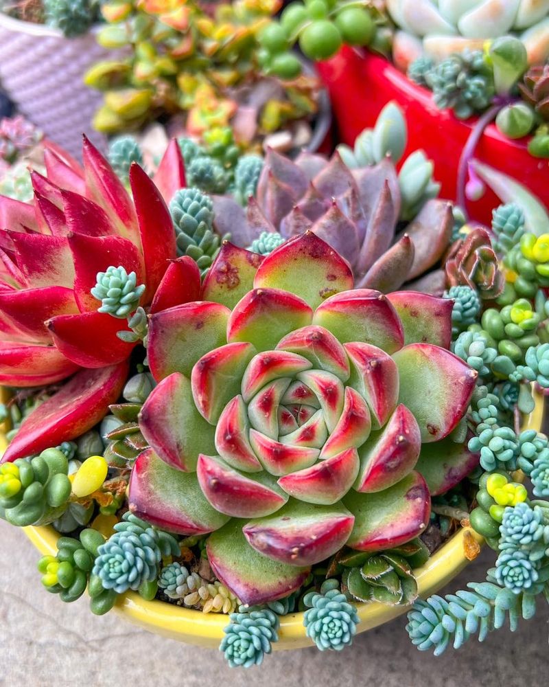 Succulents