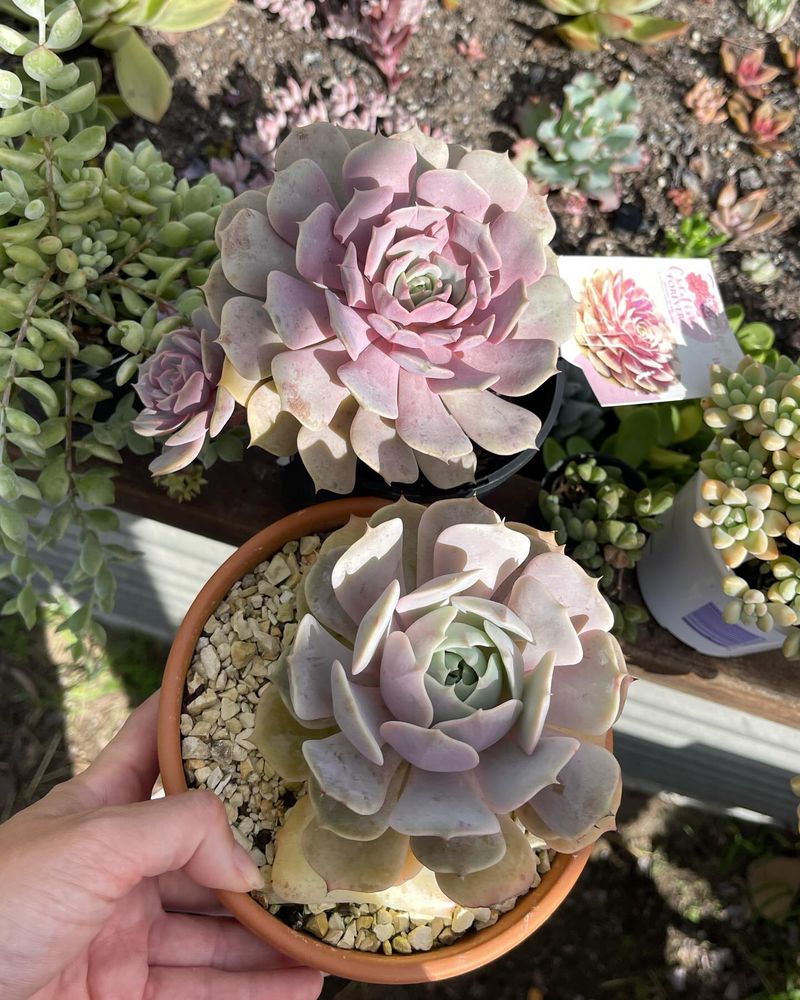 Succulents