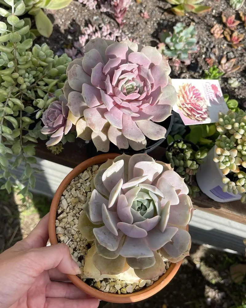 Succulents
