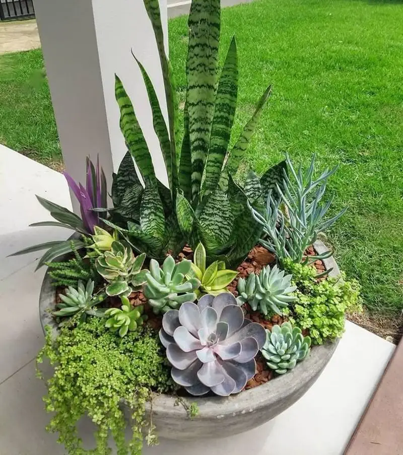Succulents