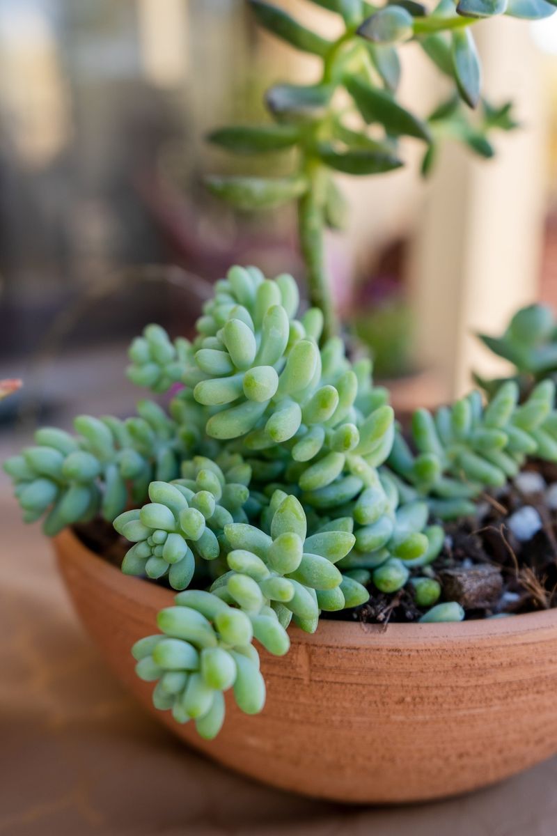 Succulents