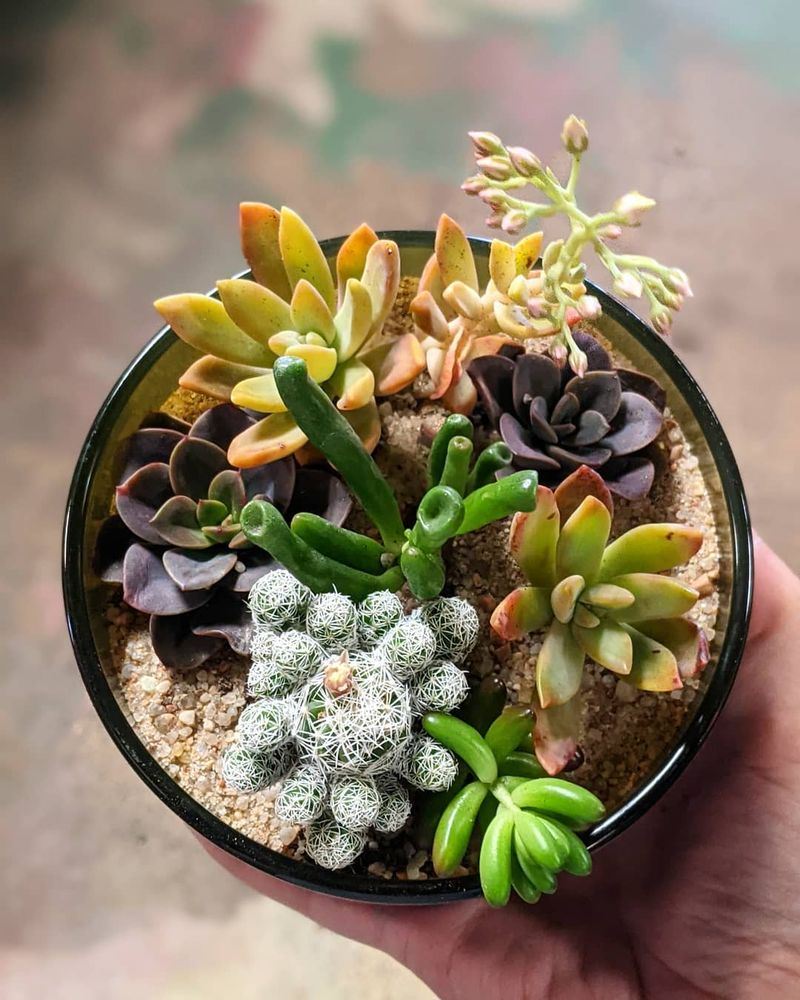 Succulents and Cacti