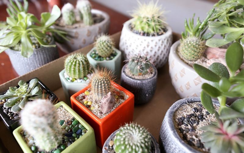 Succulents and Cacti