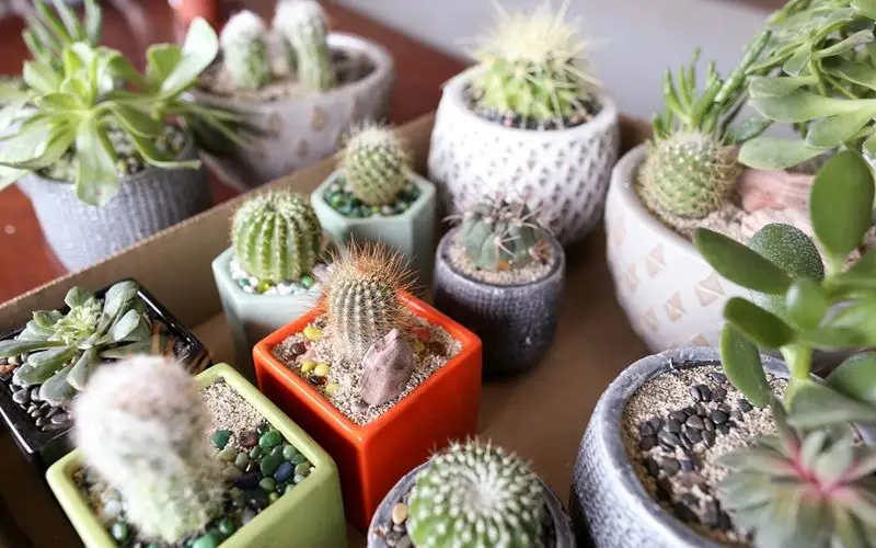 Succulents and Cacti
