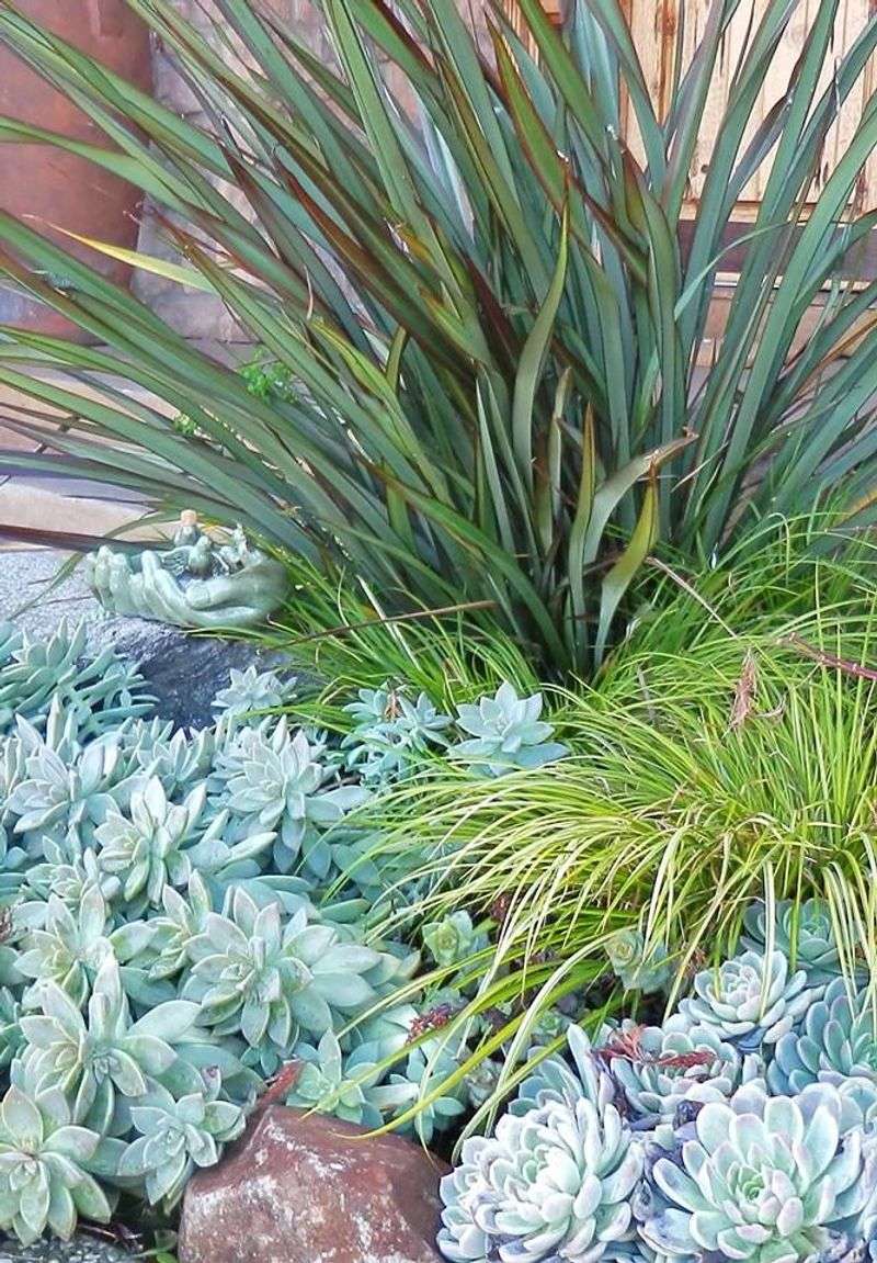 Succulents and Grasses