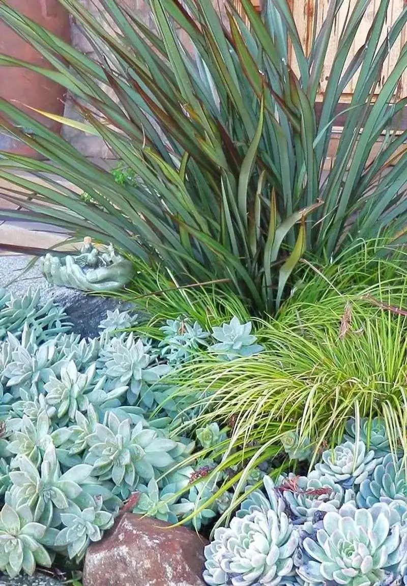 Succulents and Grasses