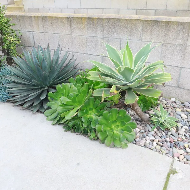Succulents and Grasses