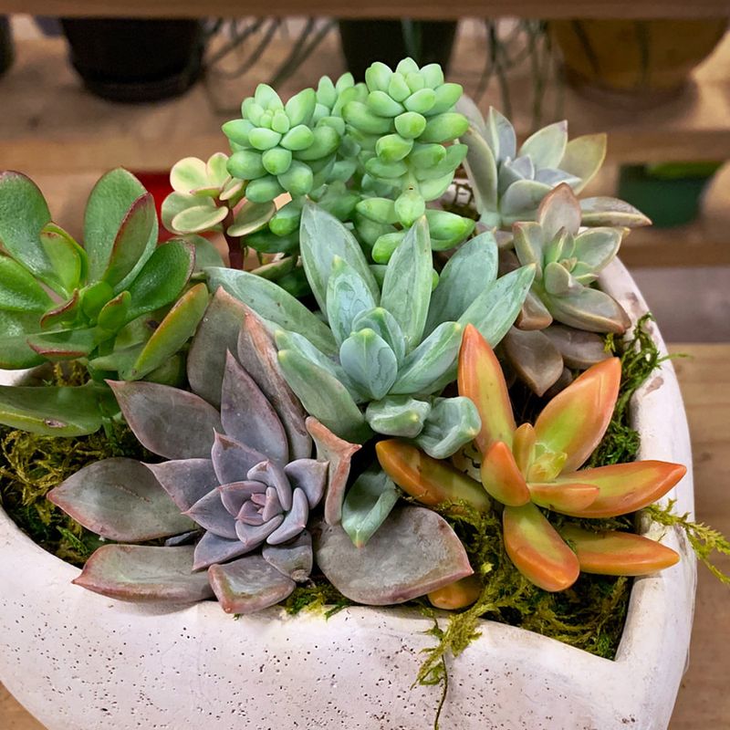 Succulents for Mindful Presence