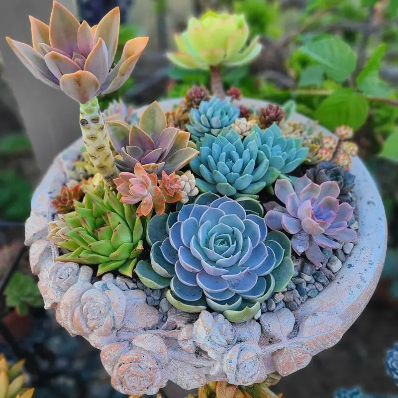 Succulents