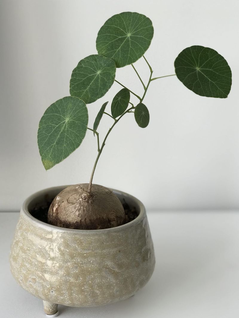 Sudden Heightened Growth