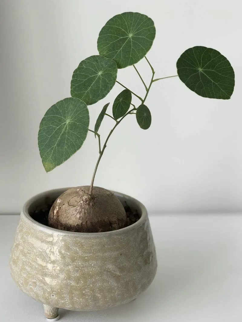 Sudden Heightened Growth
