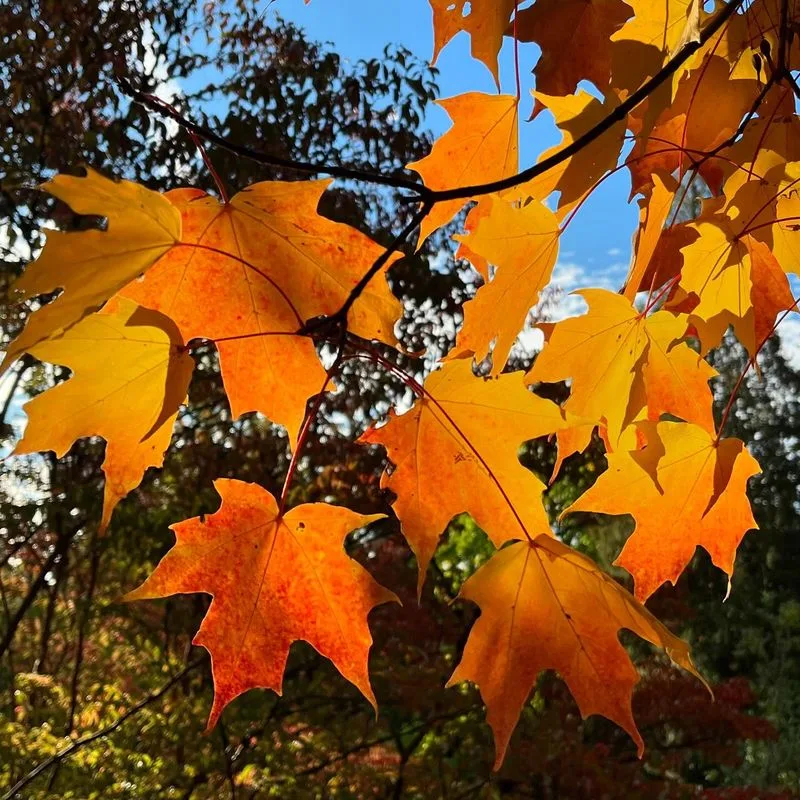 Sugar Maple