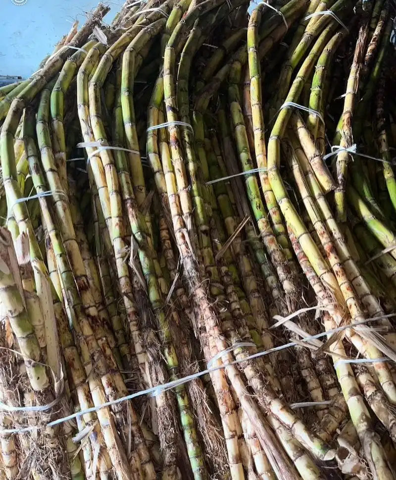 Sugarcane