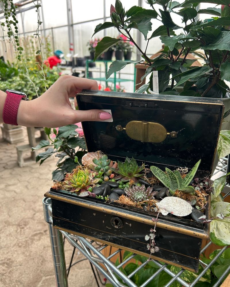 Suitcase Succulent Sanctuary